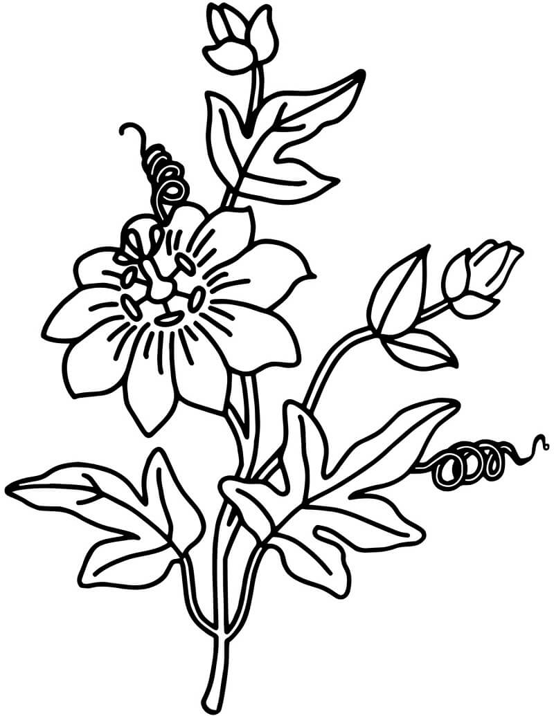flores de campânula livro para colorir infantil