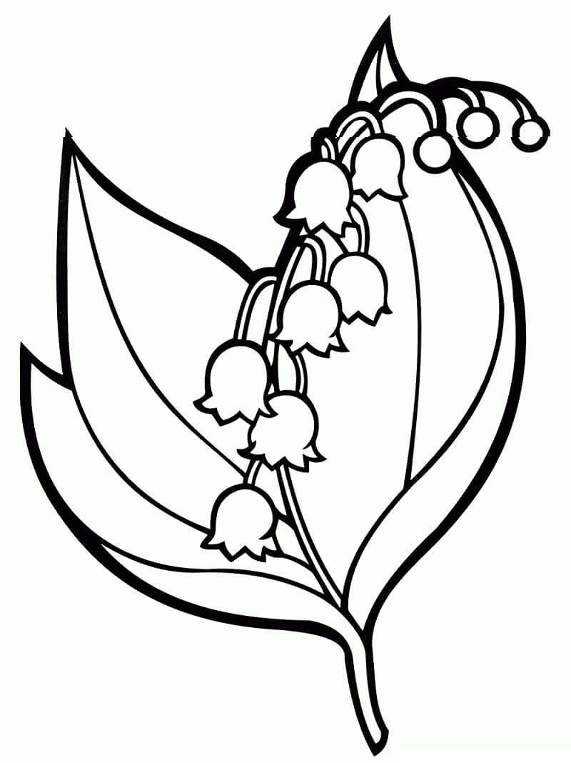 flores de campânula para pintar