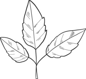 folhas de outono para colorir
