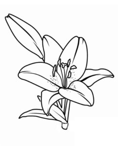 lírio desenho
